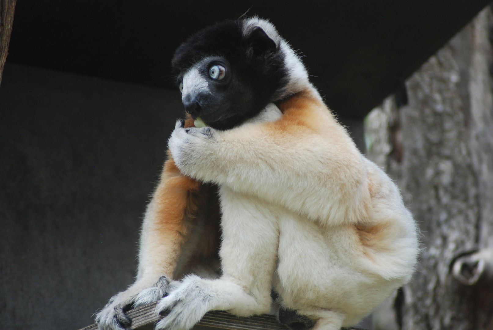 Crowned sifaka