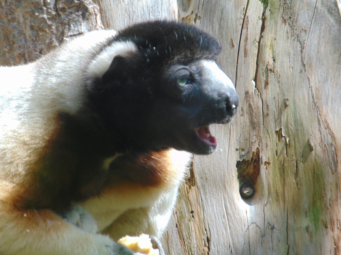 Crowned Sifaka