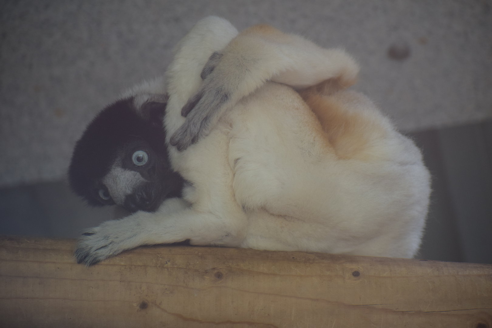 Crowned sifaka