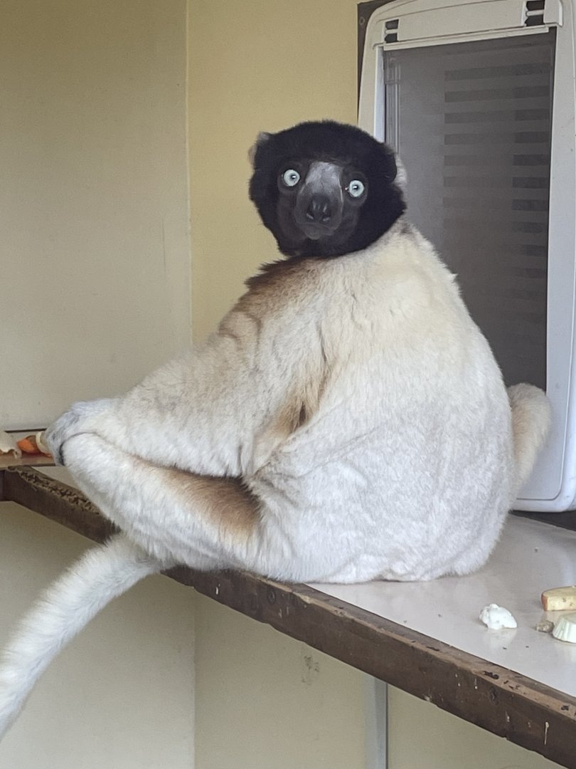Crowned Sifaka
