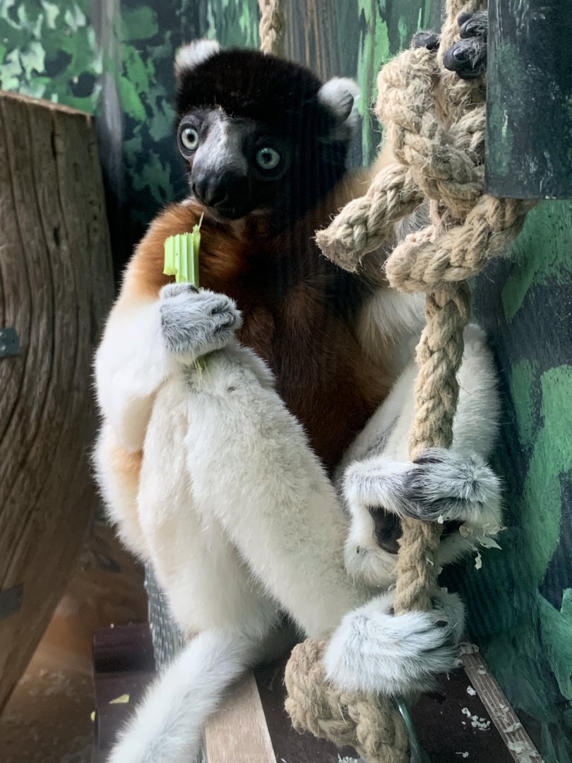 Crowned sifaka