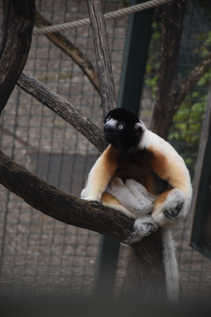 Crowned sifaka