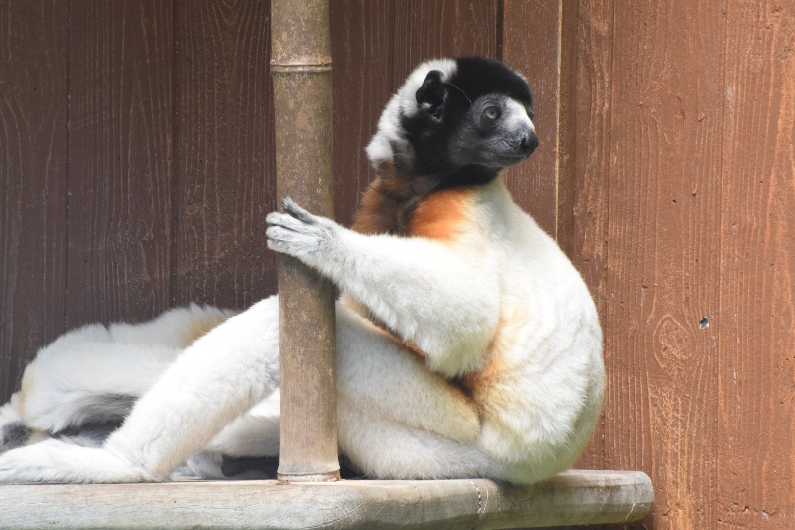 Crowned sifaka