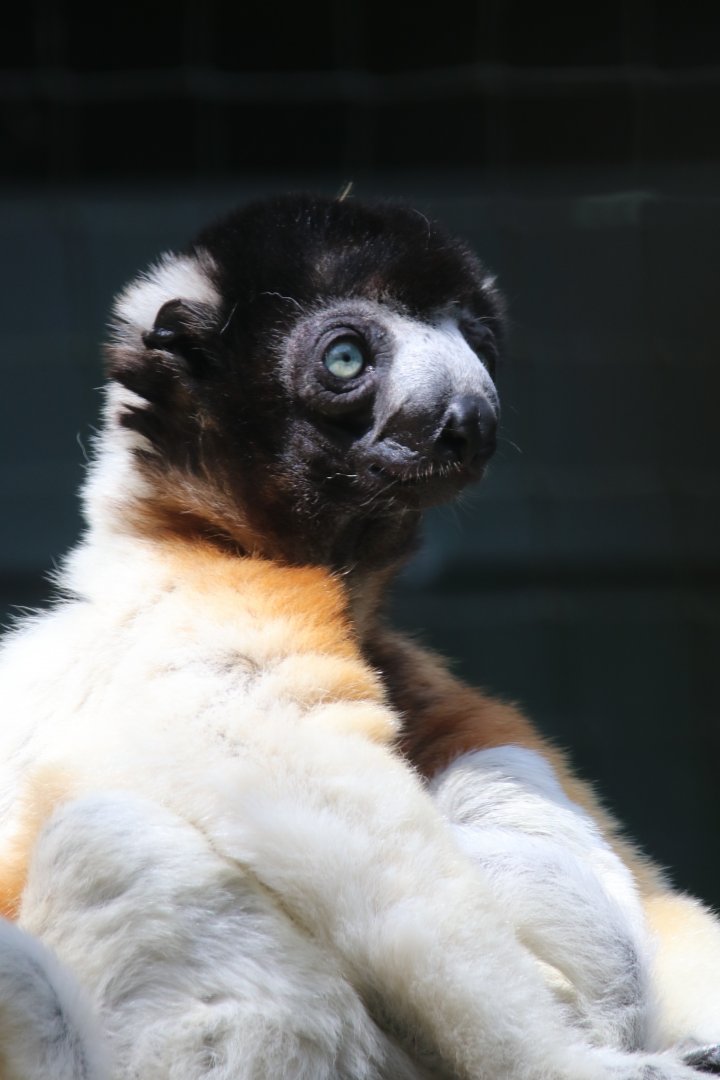 Crowned sifaka