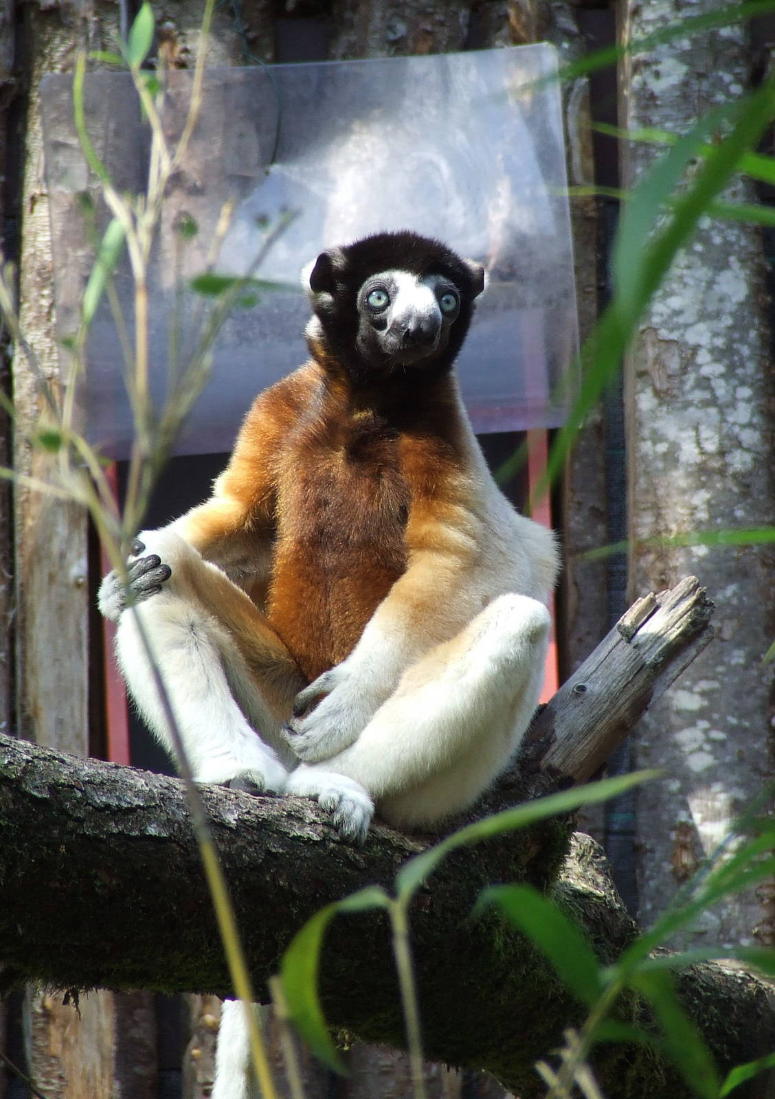 Crowned Sifaka