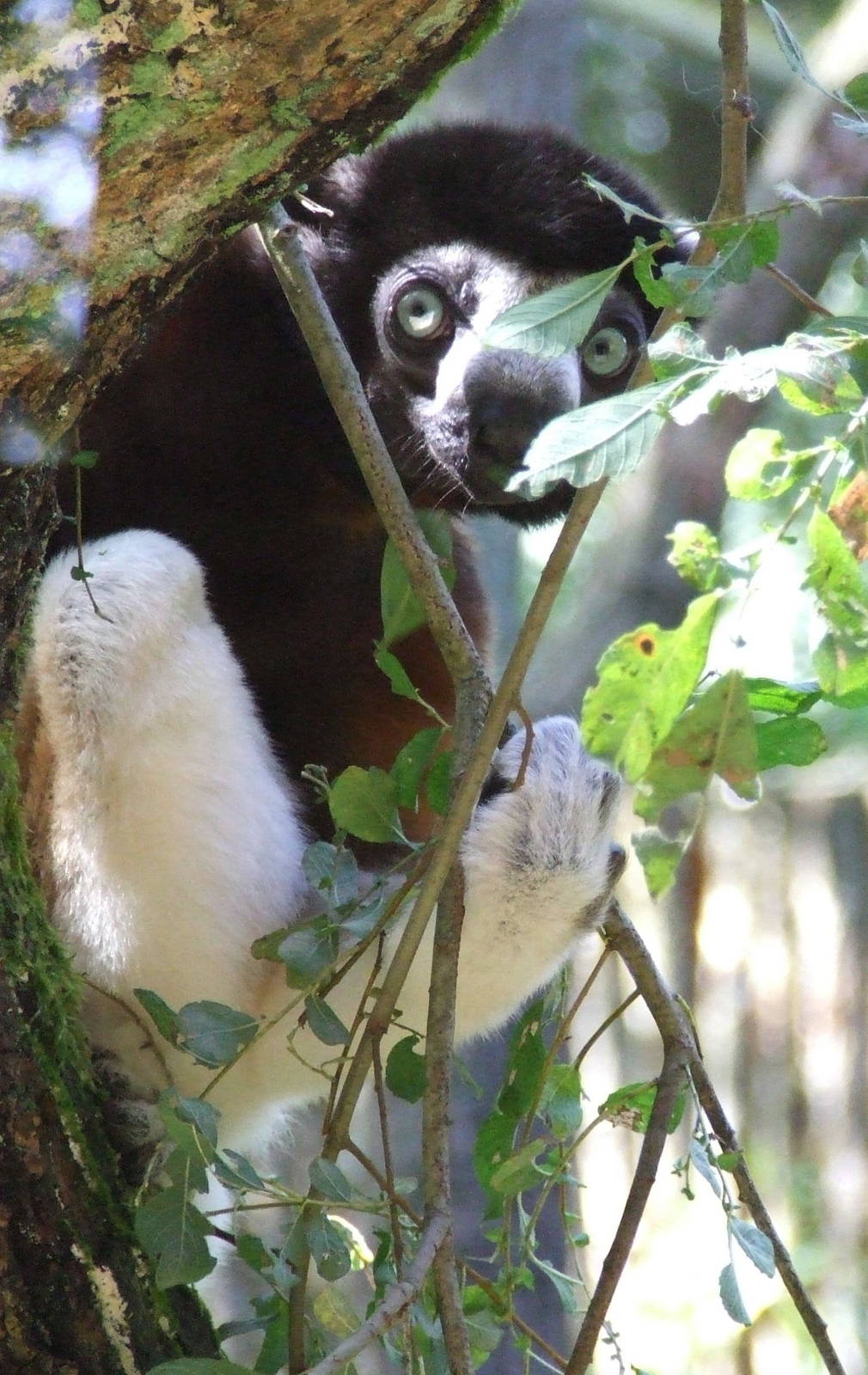Crowned Sifaka