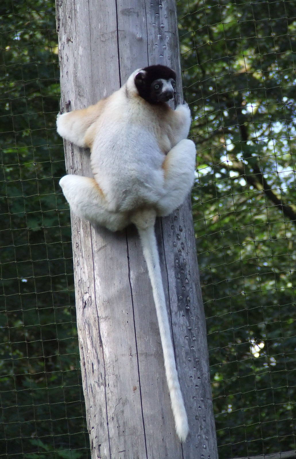 Crowned Sifaka
