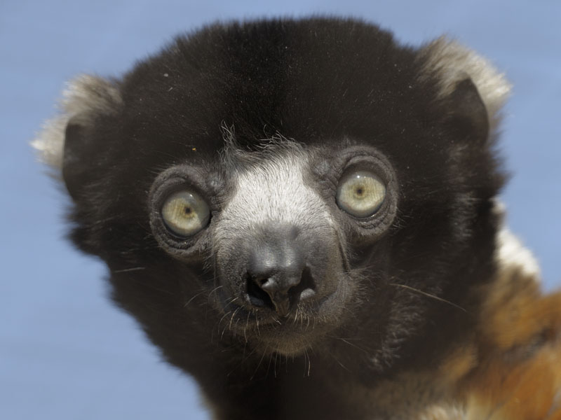 Crowned sifaka