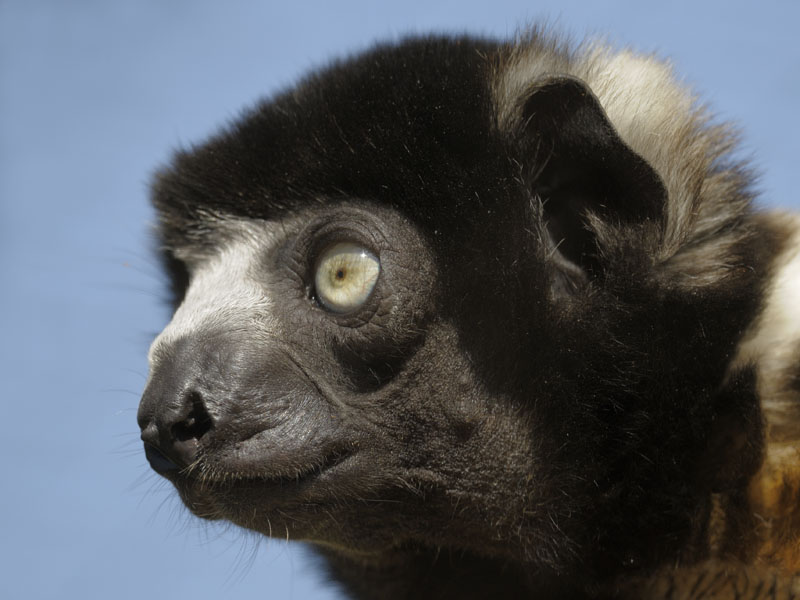 Crowned sifaka