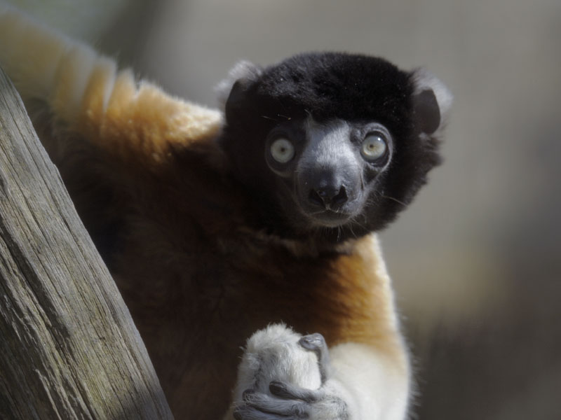 Crowned sifaka