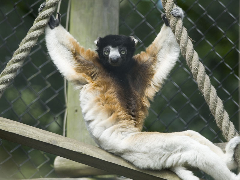 Crowned Sifaka