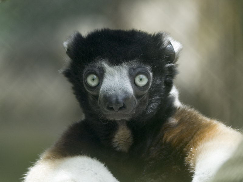 Crowned Sifaka