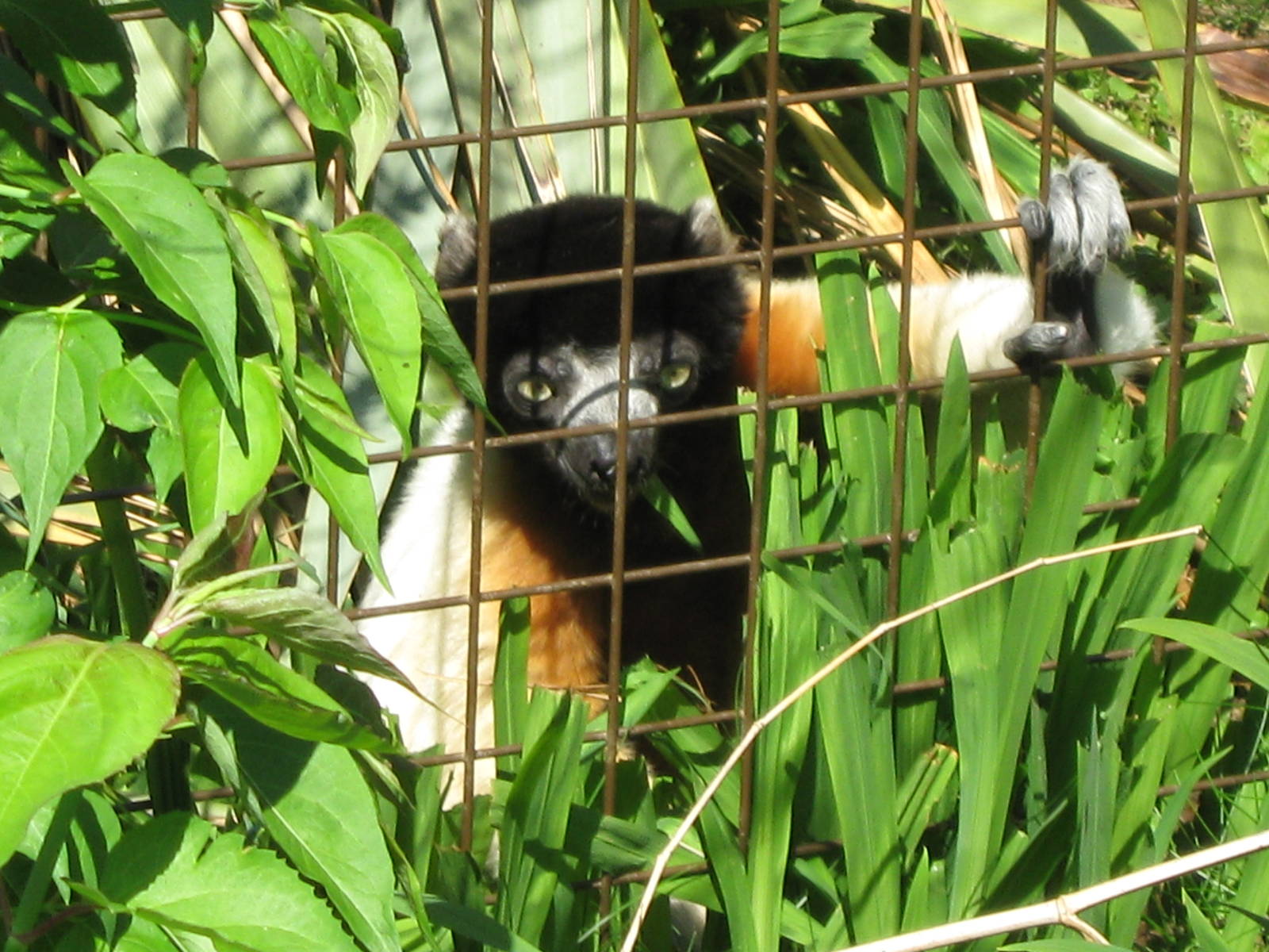 Crowned Sifaka