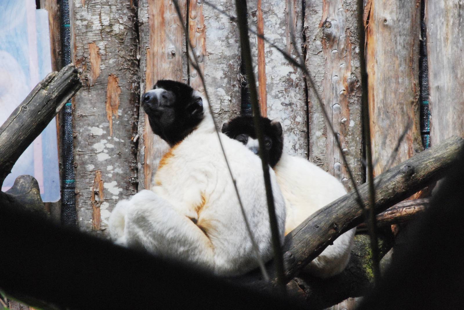 Crowned Sifakas at Apenheul, 30/05/12