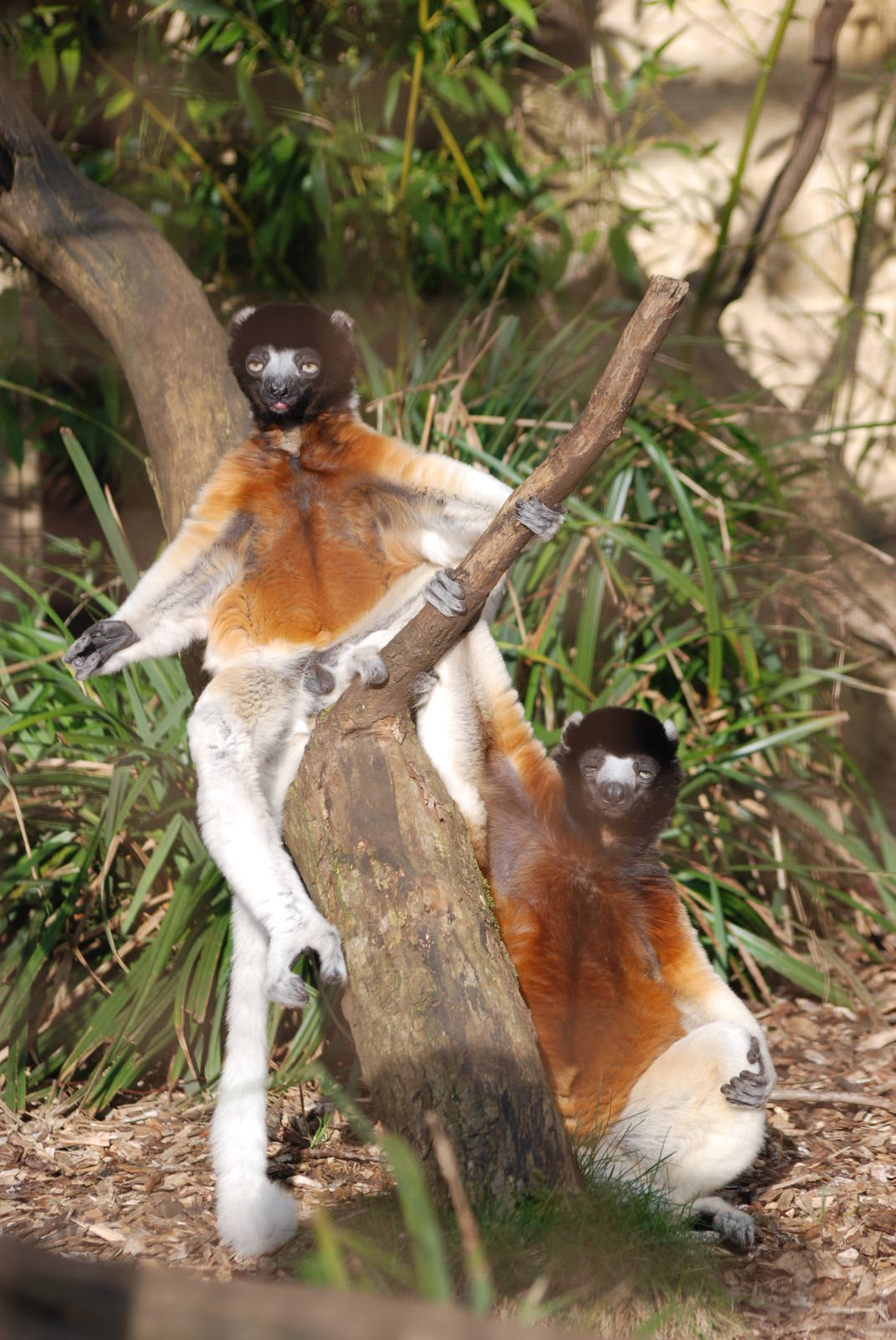 Crowned Sifakas at Cotswold WP, 05/03/11