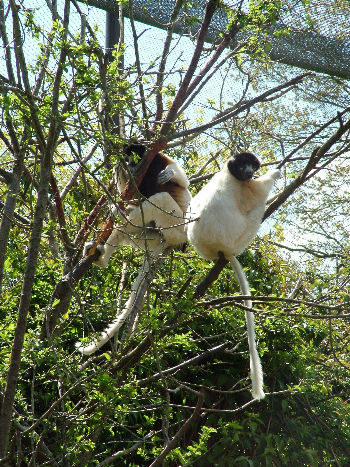 Crowned Sifakas at Cotswold WP, 12/05/12