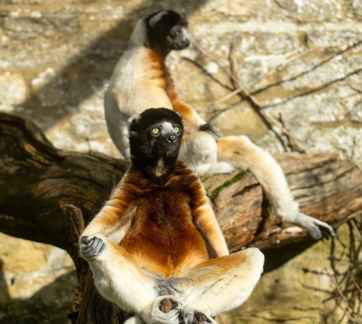 Crowned Sifakas, CWP, UK