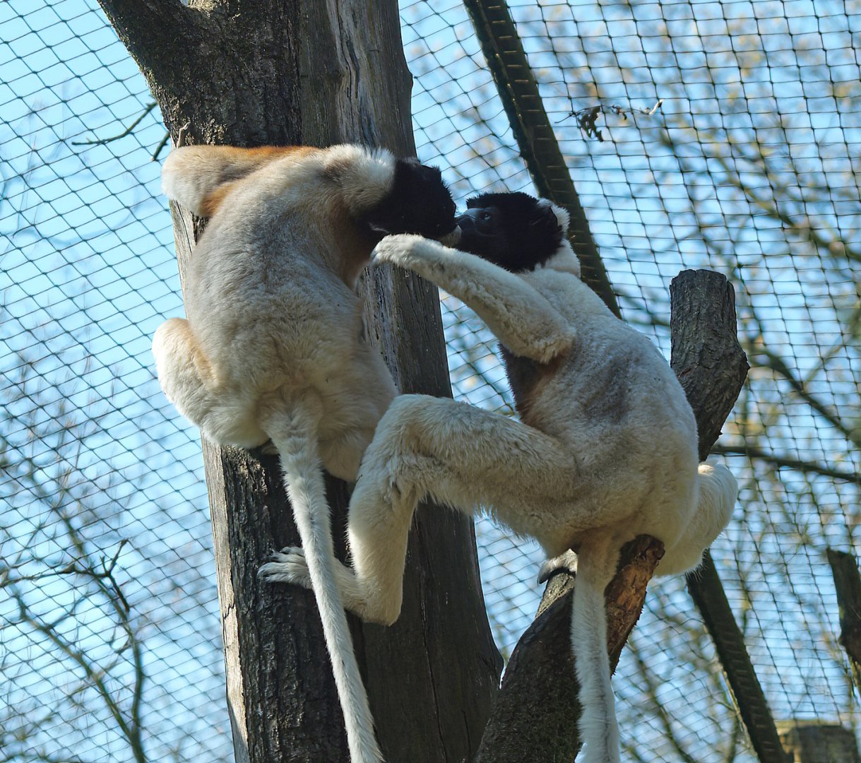 Crowned sifakas (Propithecus coronatus), 2010-04-18