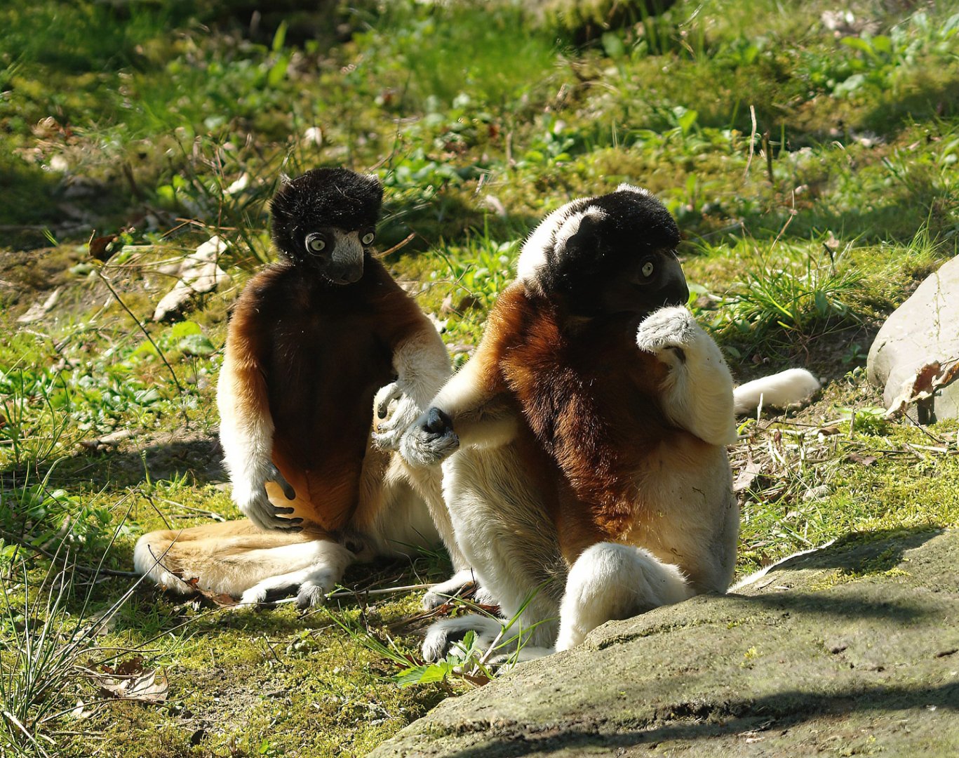 Crowned sifakas (Propithecus coronatus), 2010-04-18