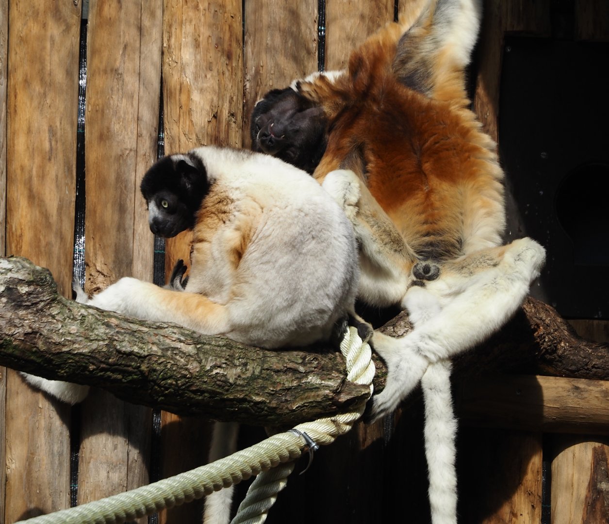 Crowned sifakas (Propithecus coronatus), 2024-08-18