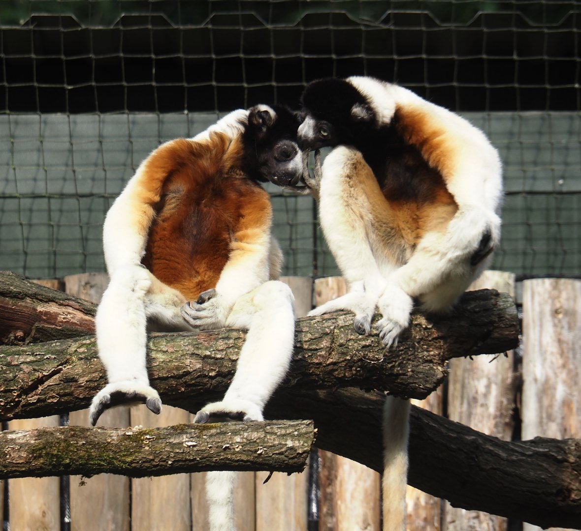 Crowned sifakas (Propithecus coronatus), 2024-08-18