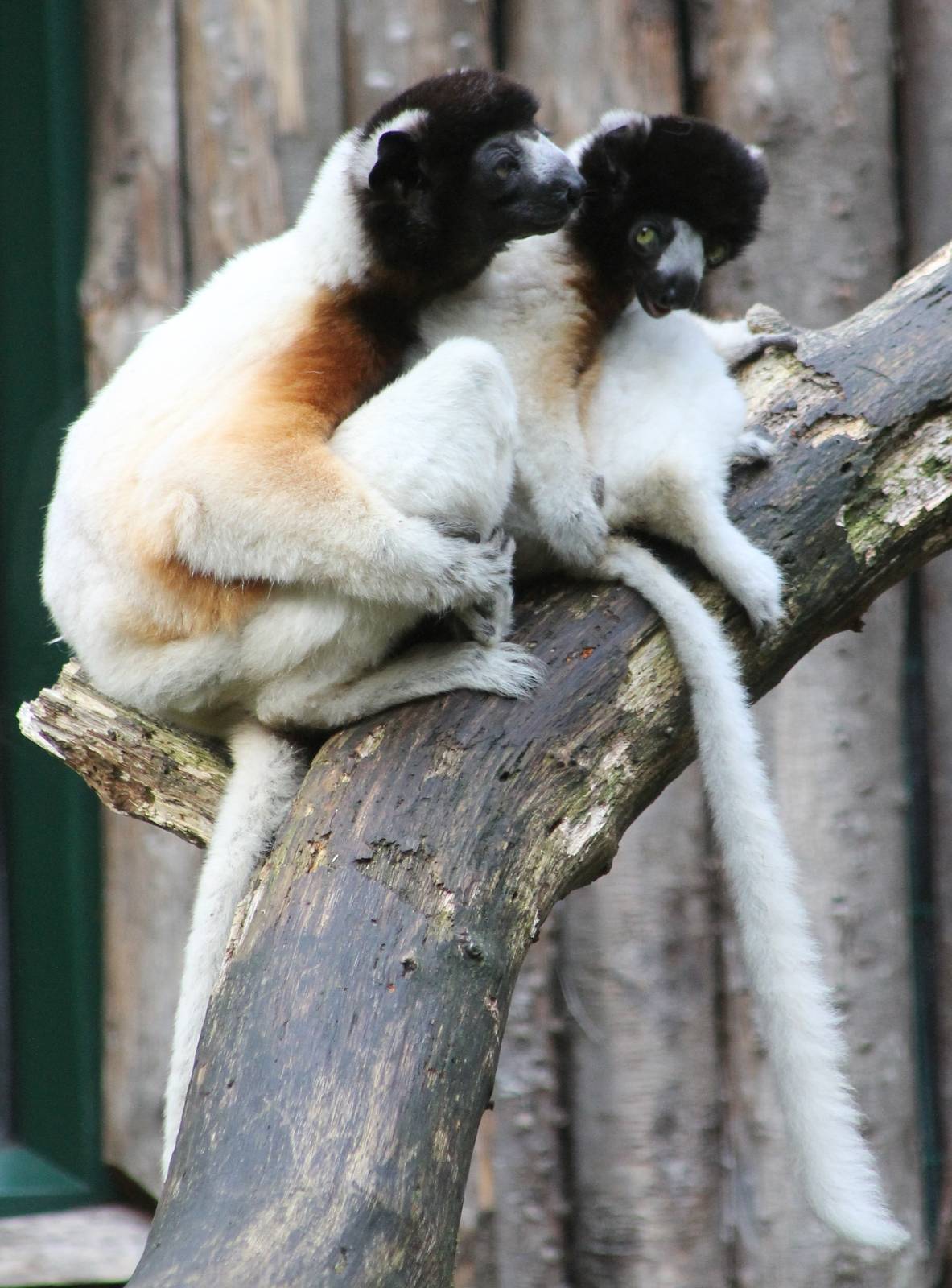 Crowned sifakas
