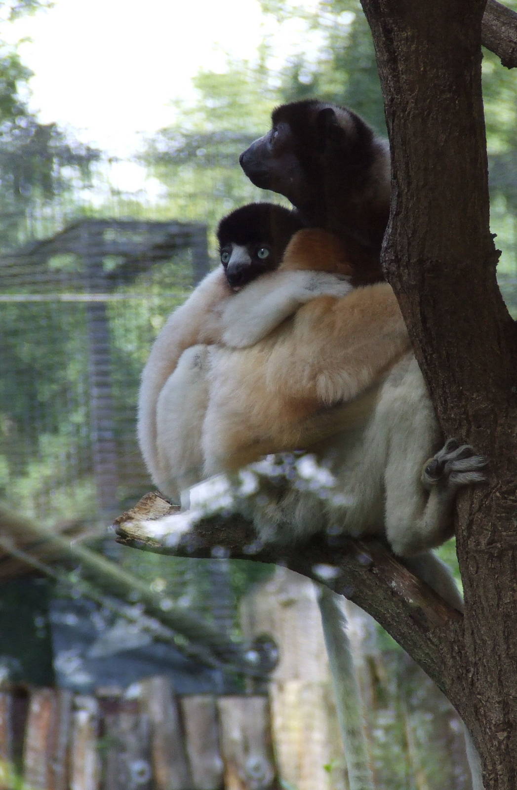 Crowned Sifakas