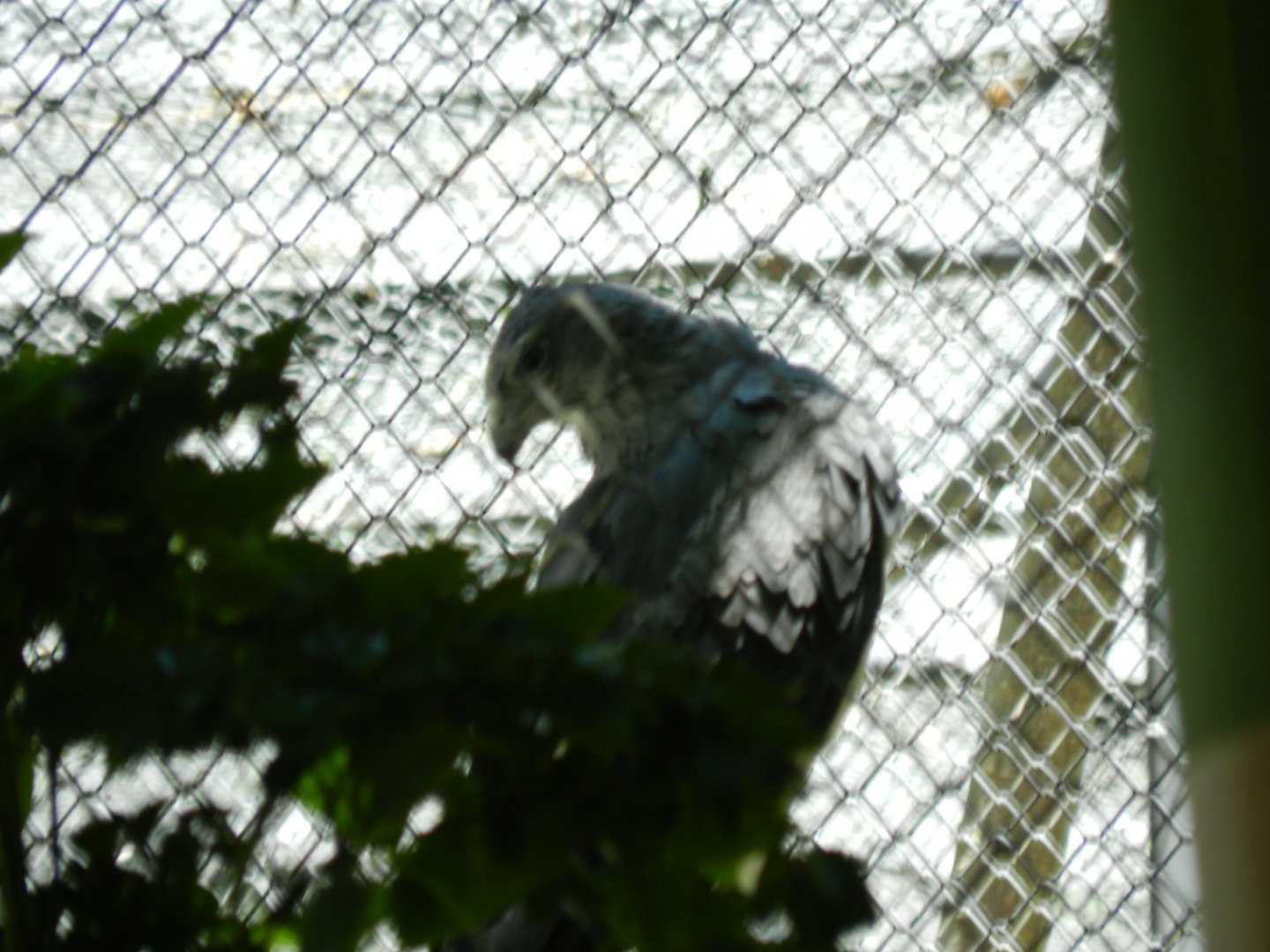 Crowned Solitary Eagle - PZAC, João Pessoa (Bica zoo)