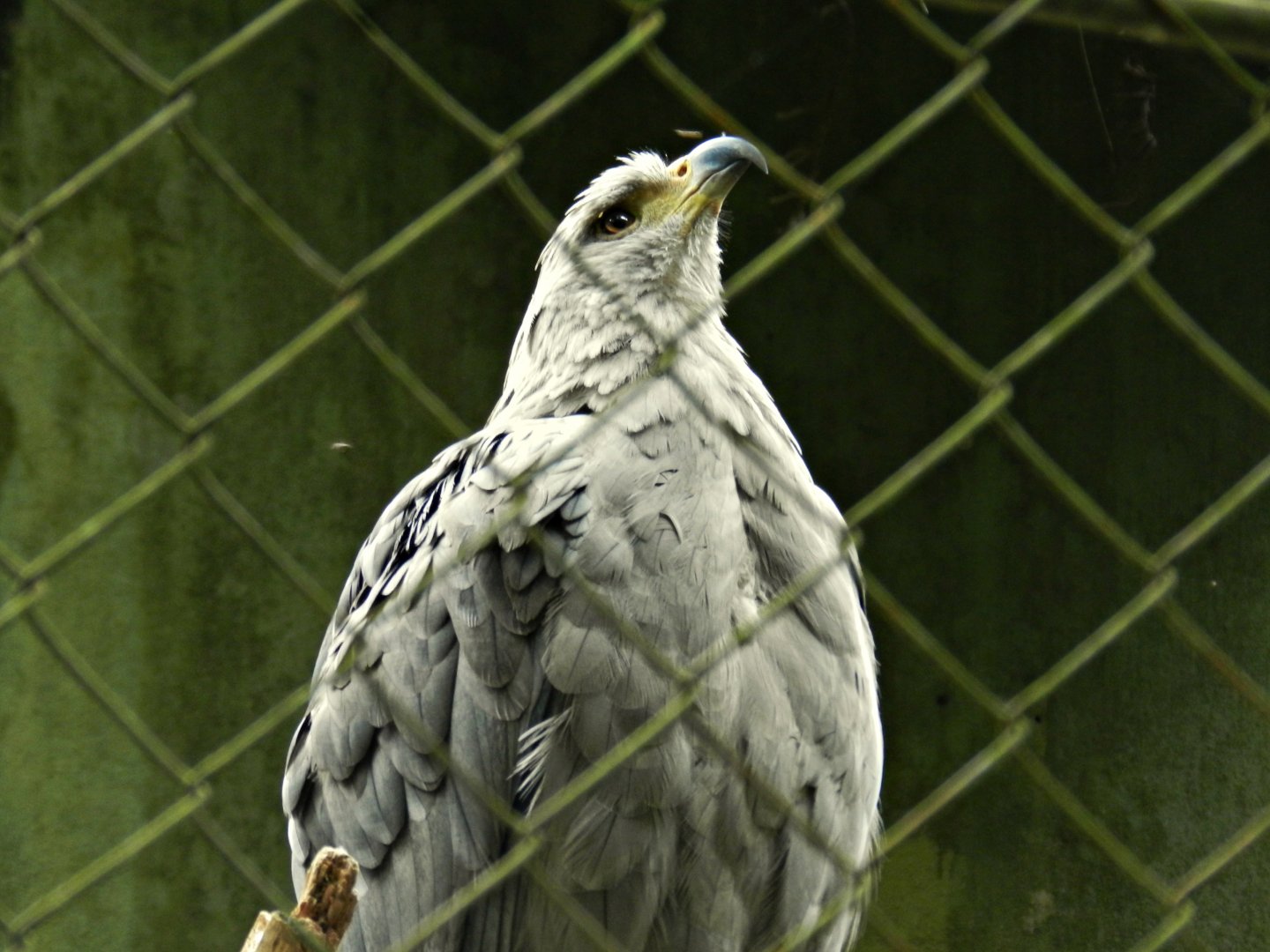 Crowned solitary-eagle - Zoo São Paulo