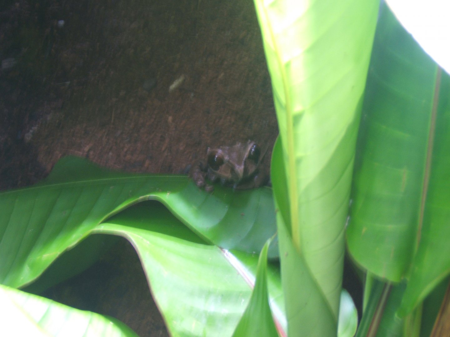 Crowned Tree Frog (Anotheca spinosa) 20/05/2018