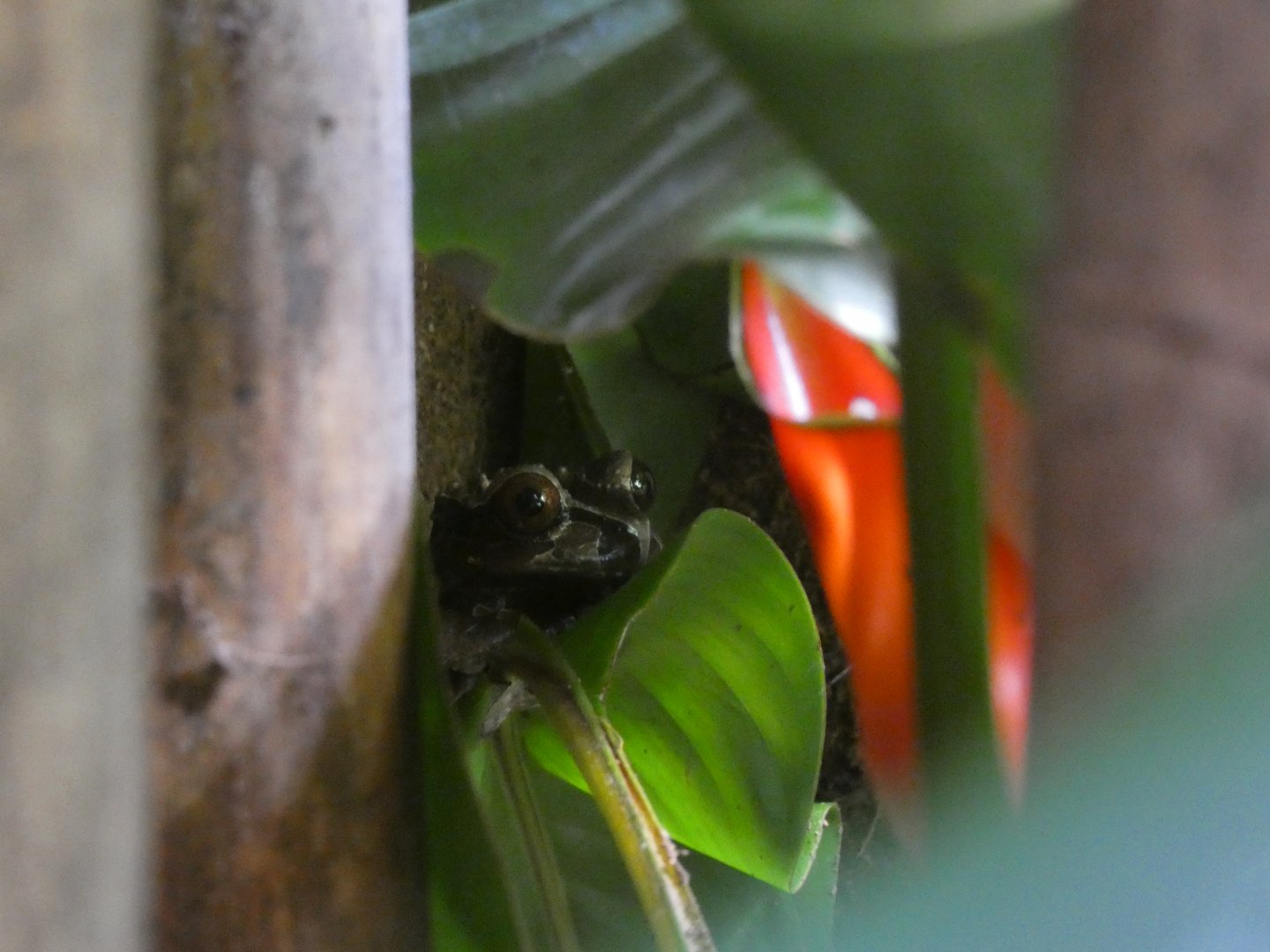 Crowned Tree Frog