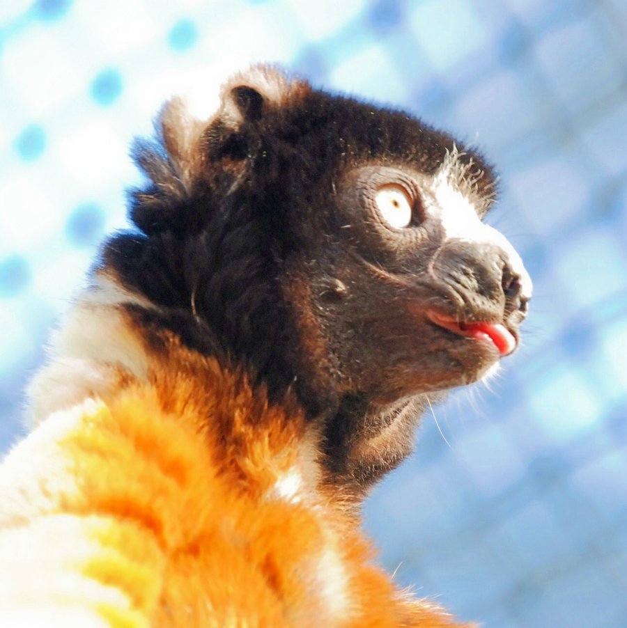Crowned Verreaux's Sifaka