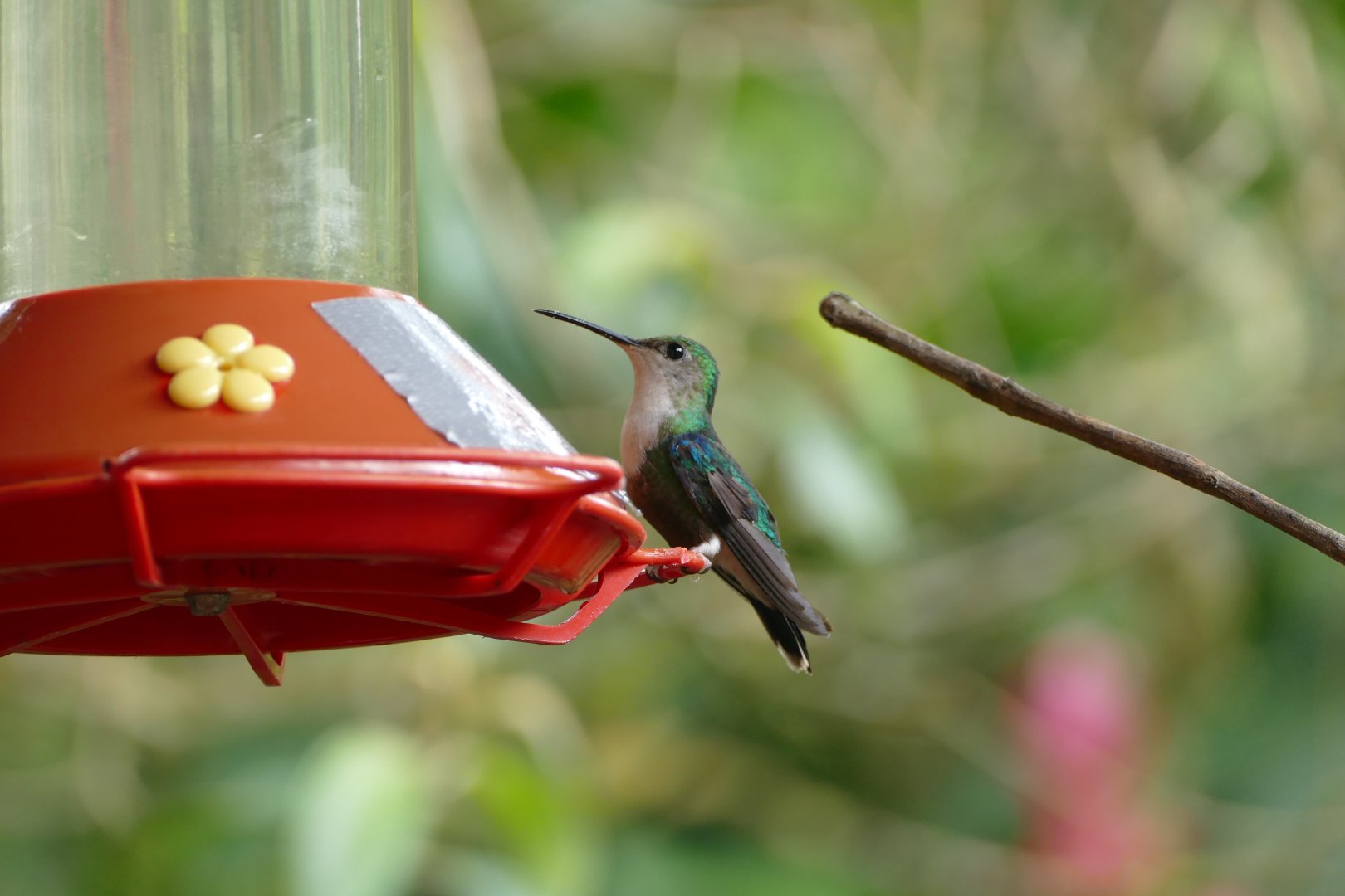 Crowned Woodnymph female