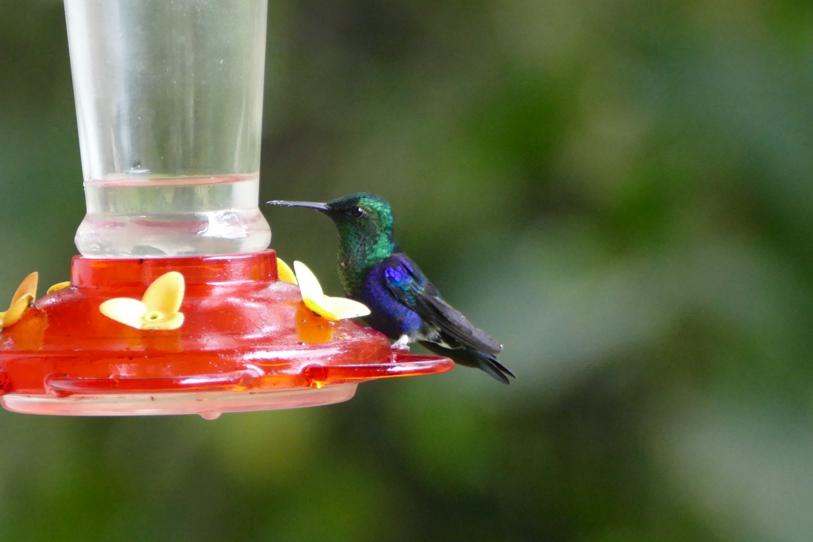 Crowned Woodnymph male