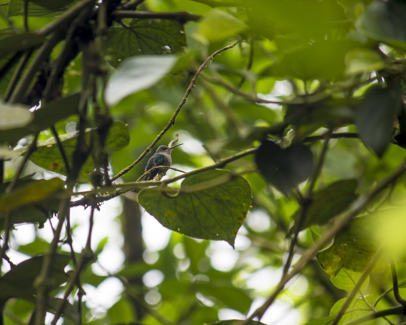 Crowned woodnymph, Thalurania colombica