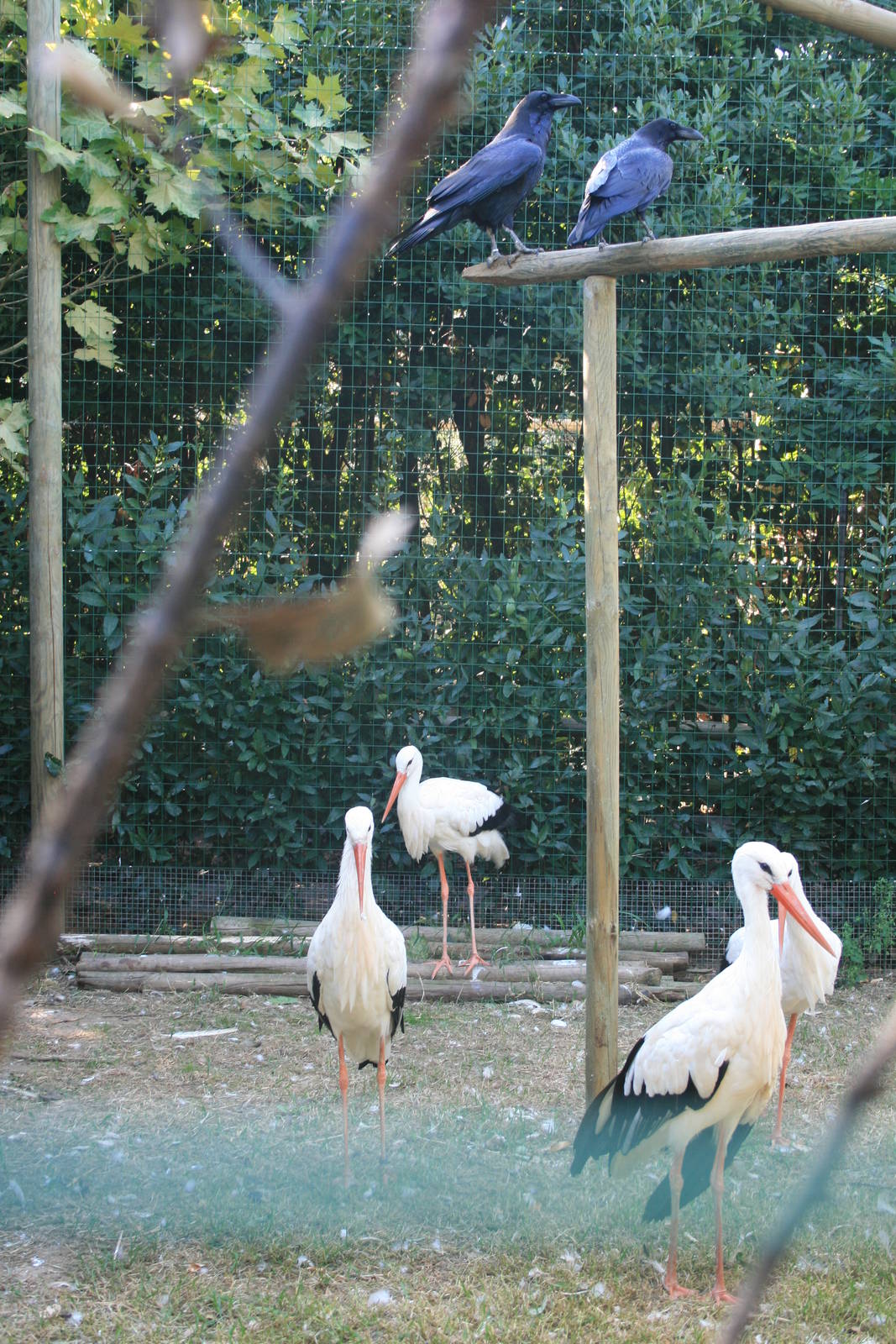 Crows and white storks