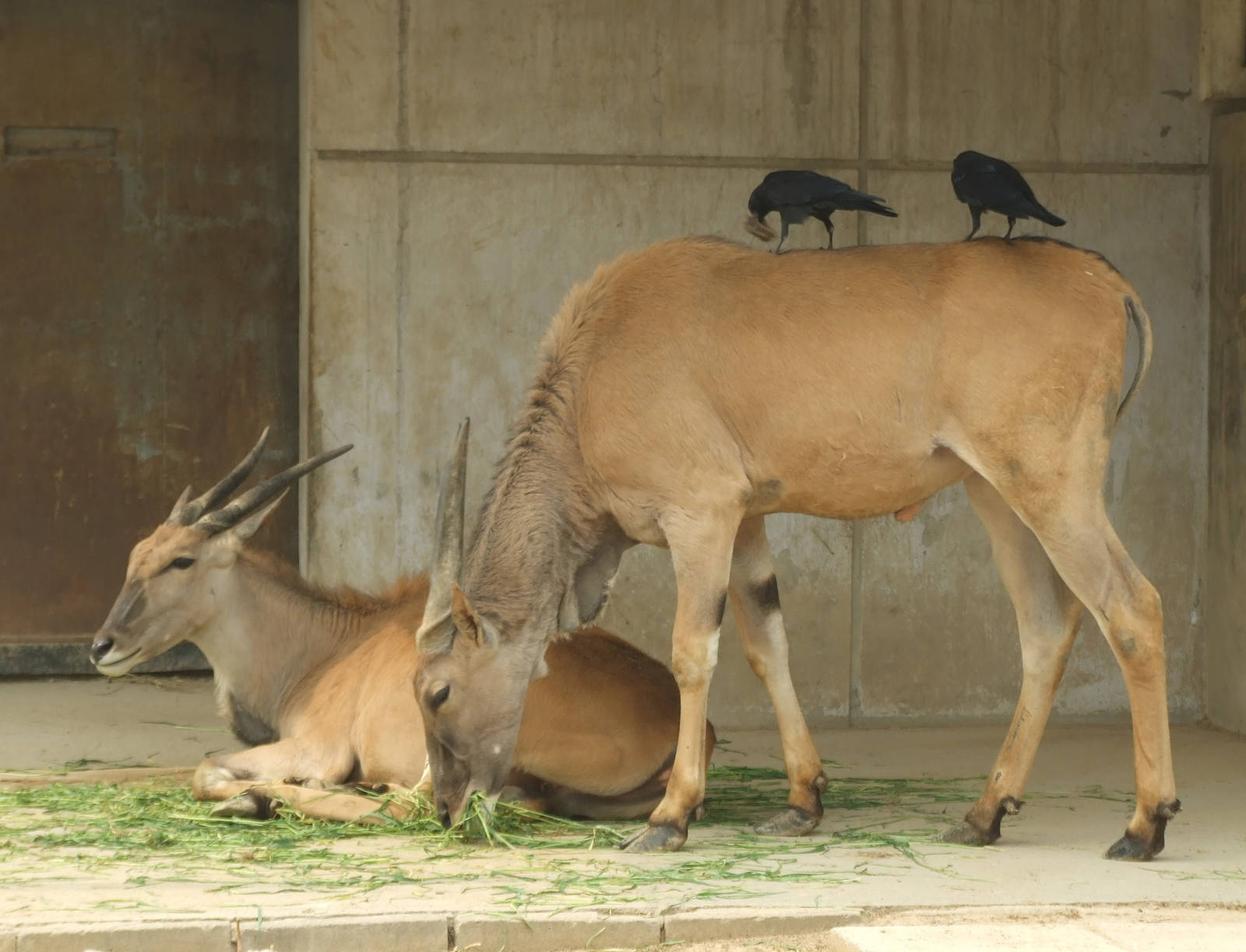 Crows collecting hair from the Eland