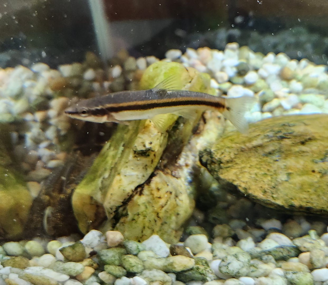 Croydon Creek Nature Center (MD) - Blacknose Dace