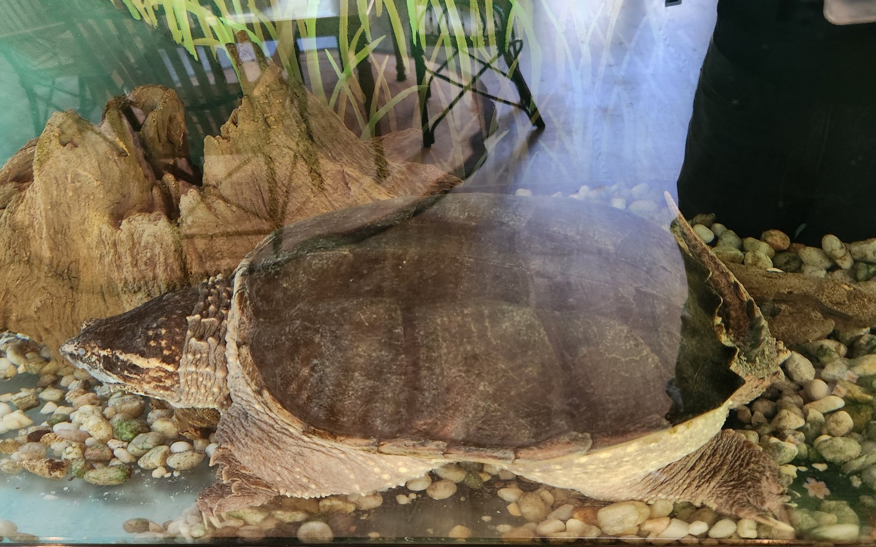 Croydon Creek Nature Center (MD) - Common Snapping Turtle