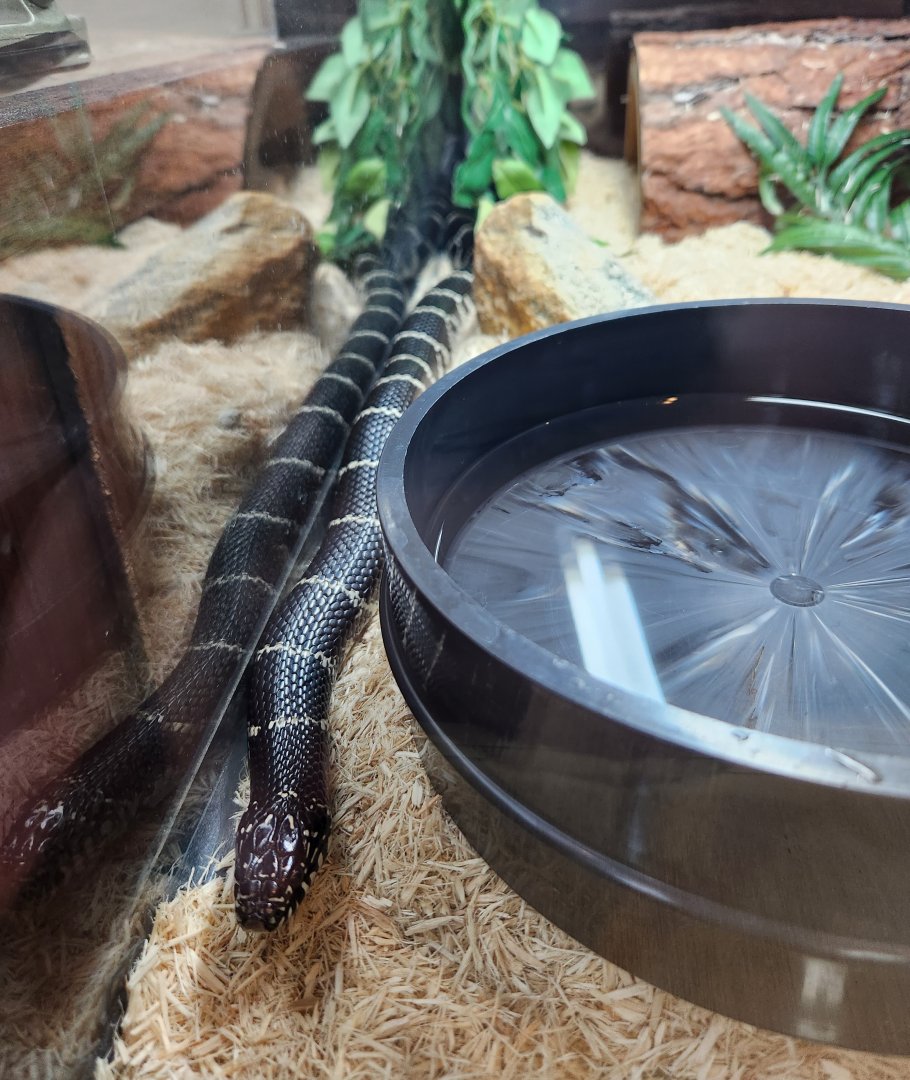 Croydon Creek Nature Center (MD) - Eastern King Snake