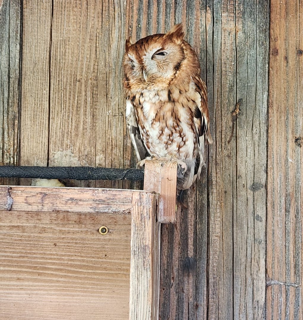 Croydon Creek Nature Center (MD) - Eastern Screech Owl