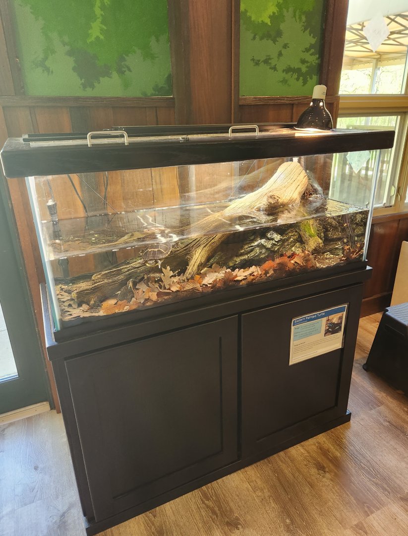 Croydon Creek Nature Center (MD) - Painted Turtle exhibit