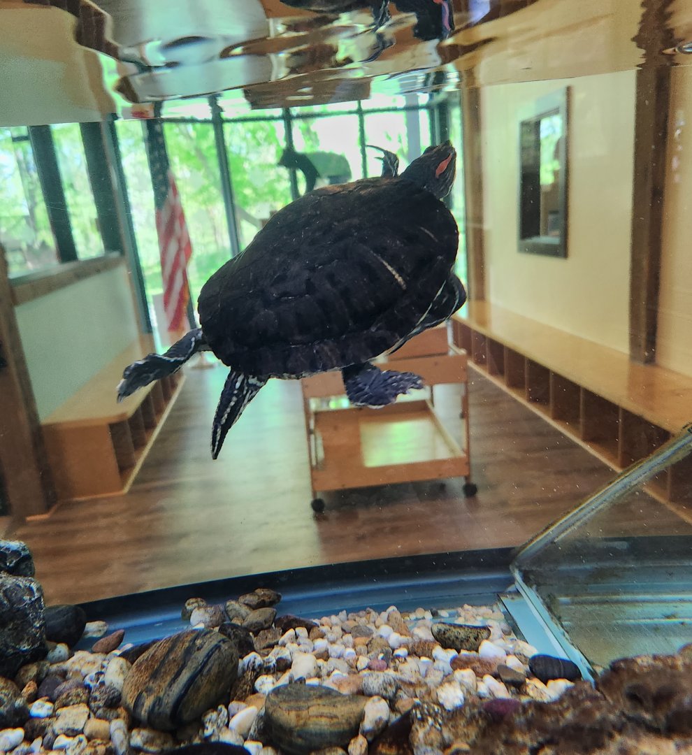 Croydon Creek Nature Center (MD) - Red-eared Slider