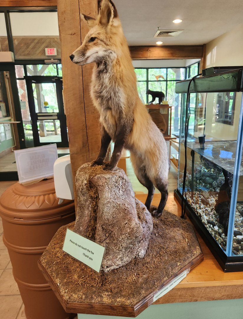 Croydon Creek Nature Center (MD) - Red Fox taxidermy