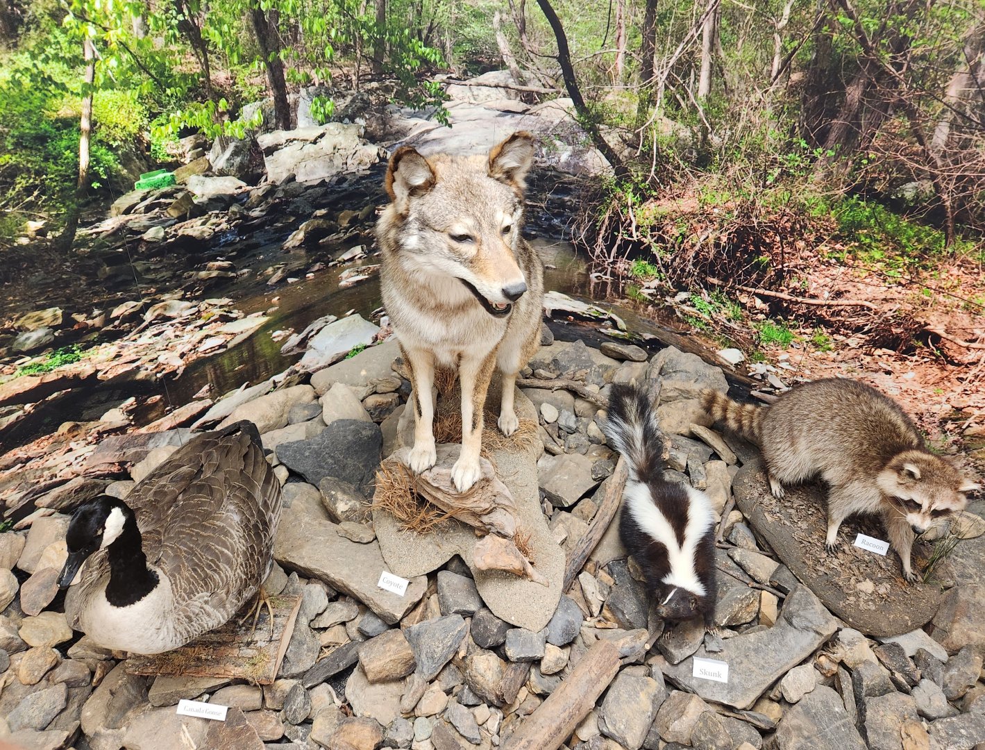 Croydon Creek Nature Center (MD) - Wildlife of Maryland diorama