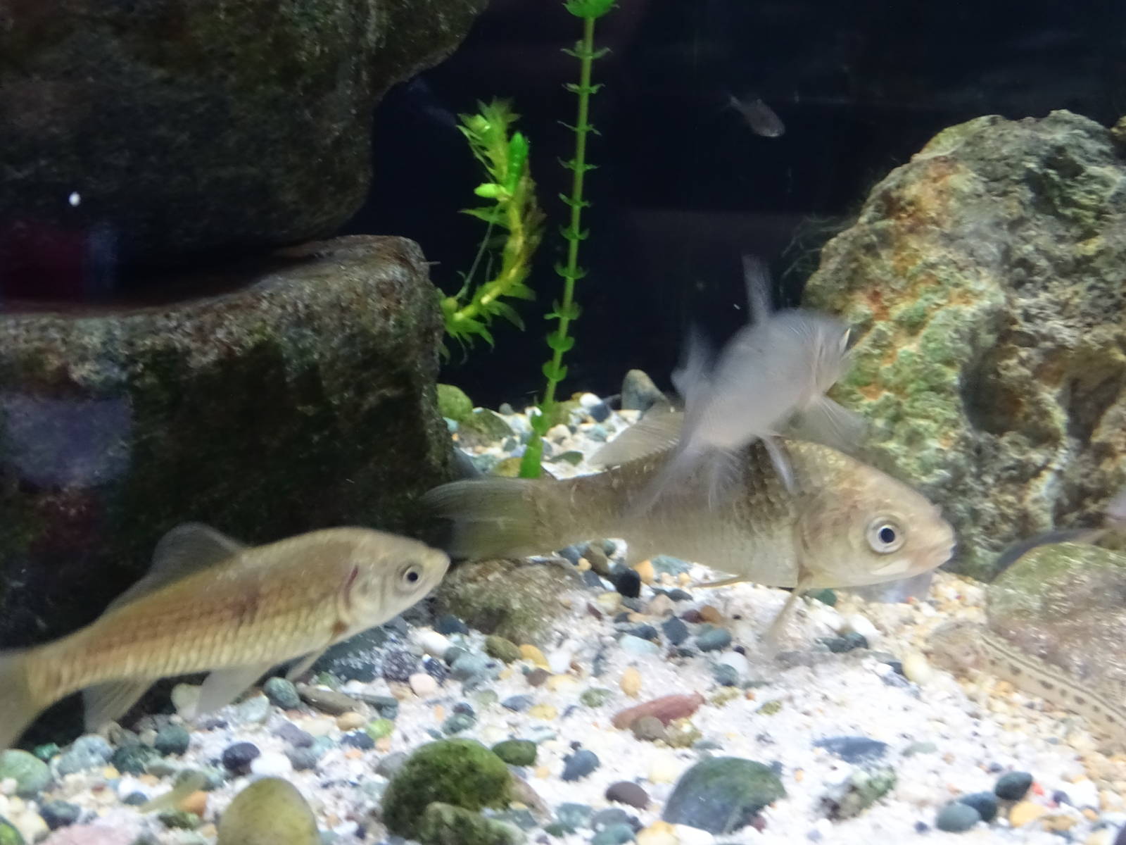 Crucian carp and Steed barbel