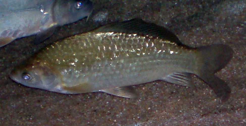 Crucian Carp (Carassius carassius)