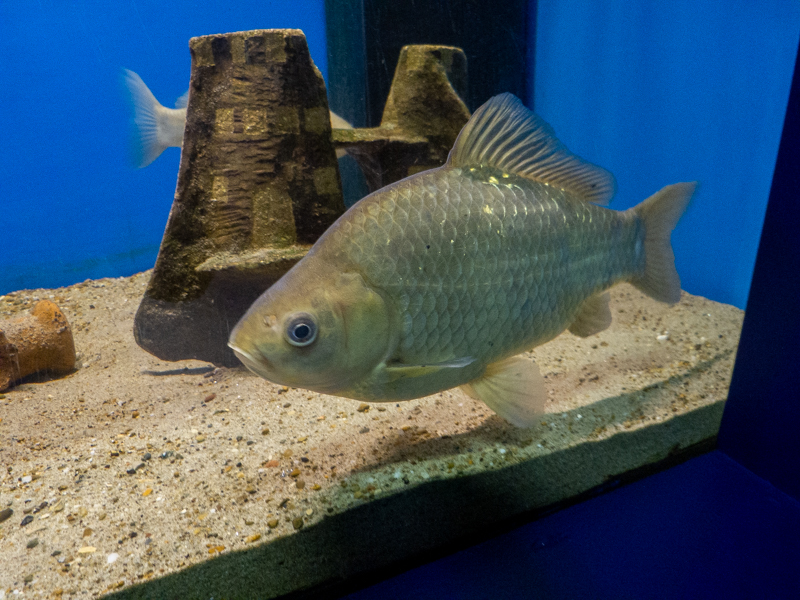 Crucian carp / Carassius carassius