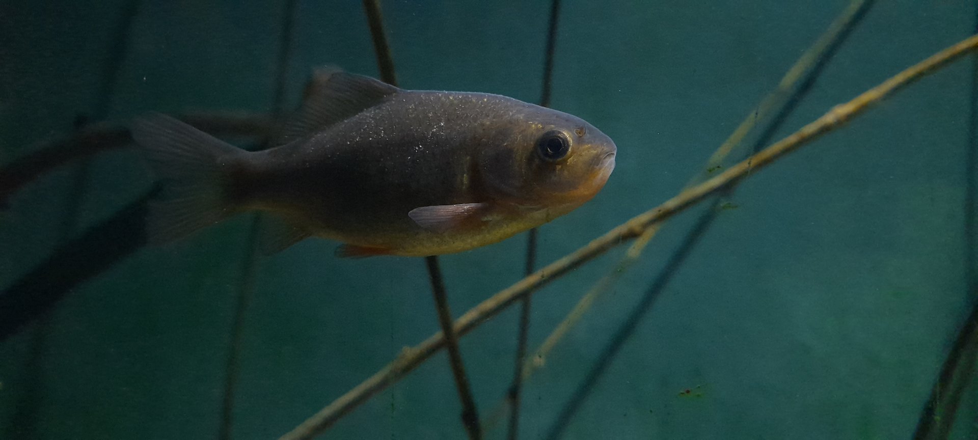Crucian carp (Carassius carassius)