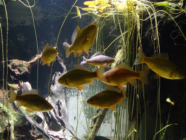 Crucian carp (Carassius carassius)